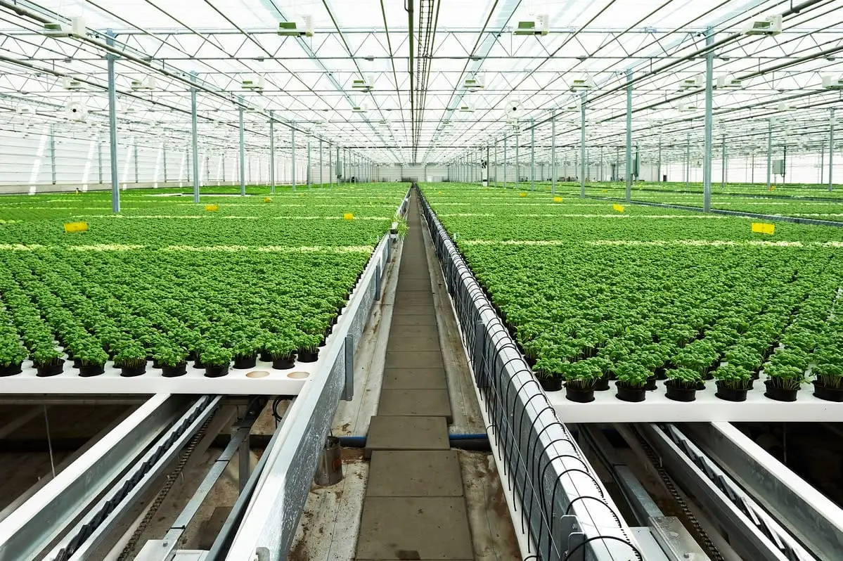 Rows of seedlings under glass in a large commercial greenhouse