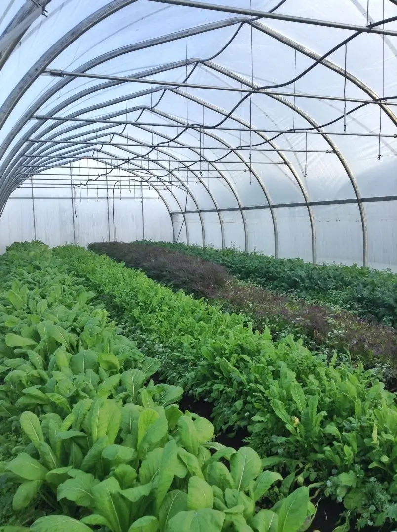 Leafy greens growing under a polytunnel greenhouse