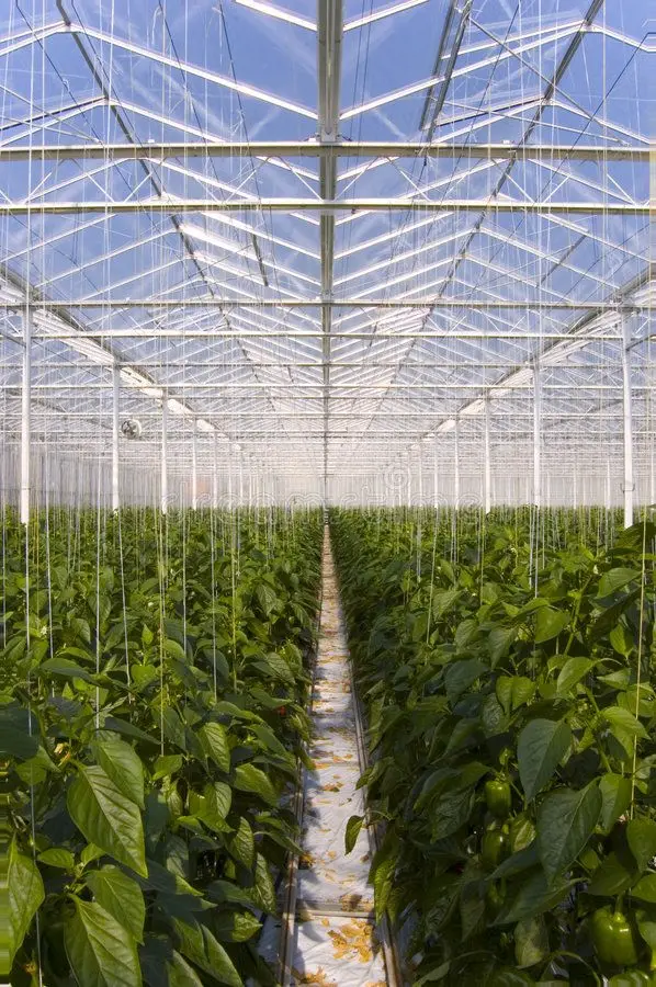 Commercial greenhouse with rows of pepper plants