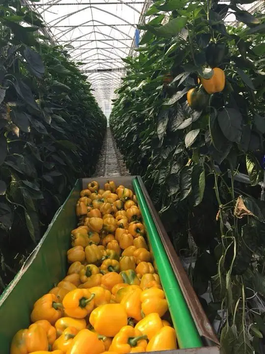 Yellow bell peppers harvested in a greenhouse