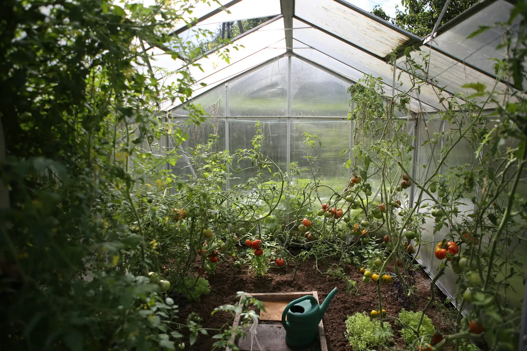 A planted greenhouse interior with growing tomatoes