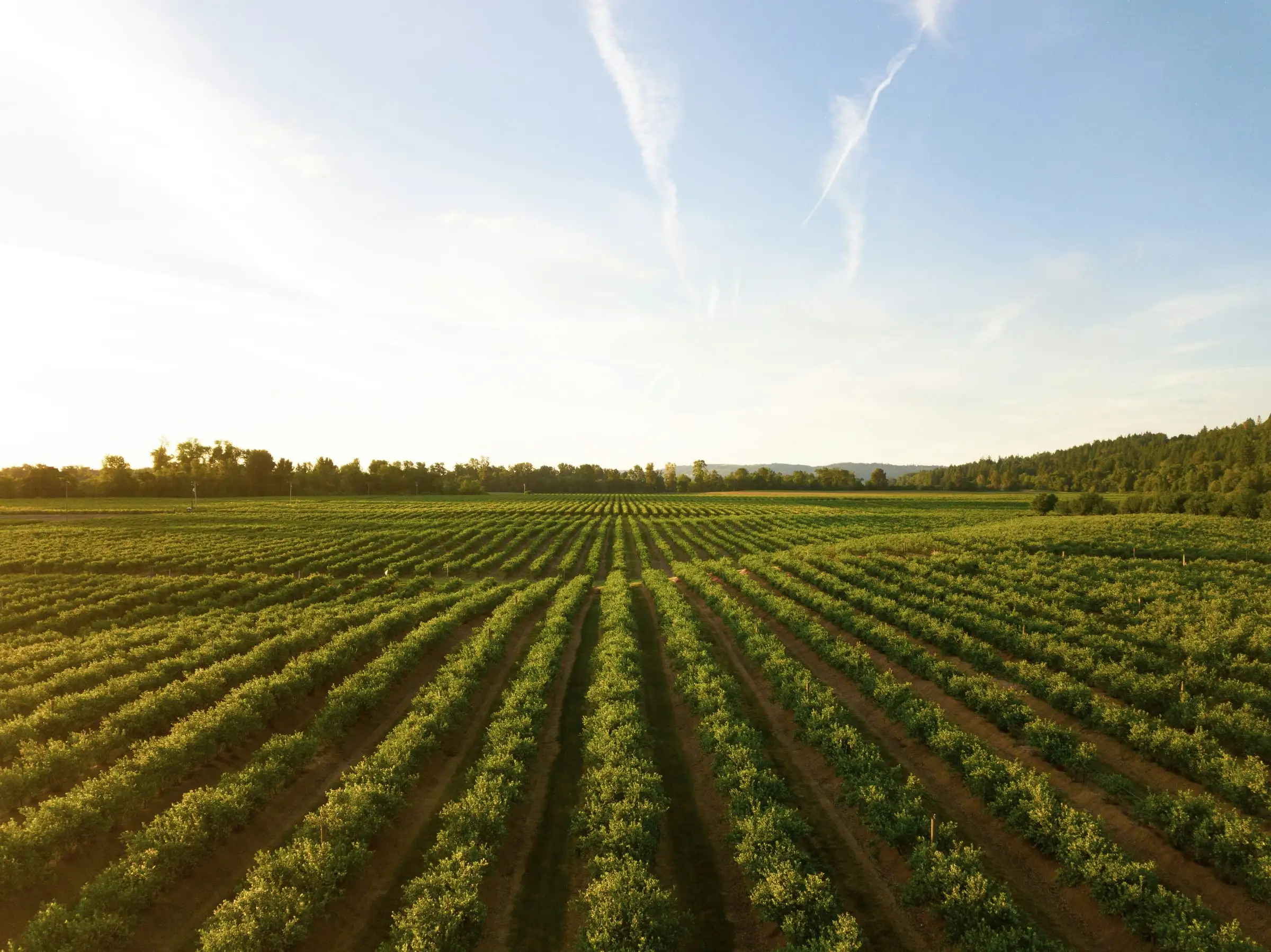 Rows of crops on cultivated farmland at first light