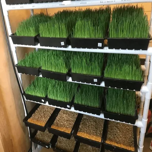 Illustrative: hydroponic systems in production