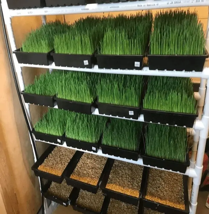 Hydroponic fodder trays in production