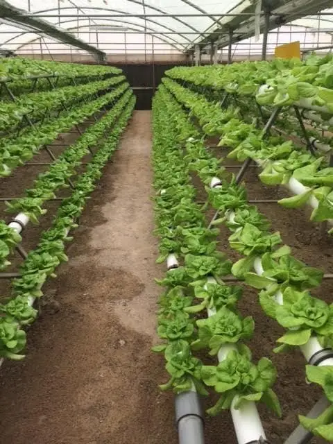 Lettuce growing in hydroponic channels