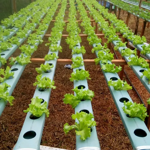 Illustrative: hydroponic vegetable rows in a greenhouse