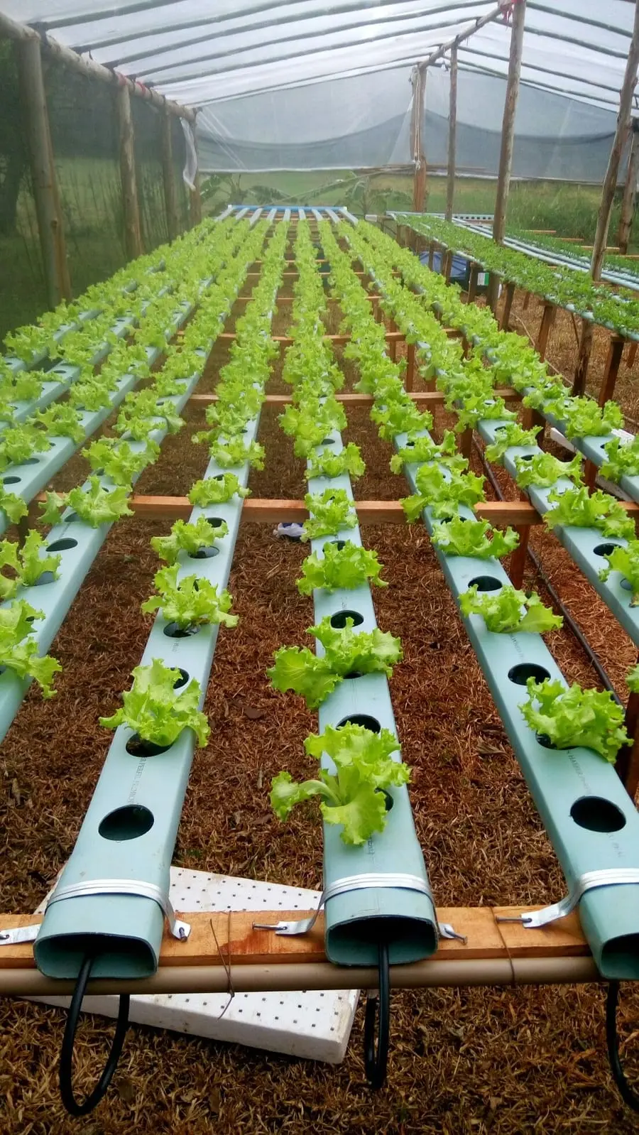 Hydroponic vegetable rows in a greenhouse