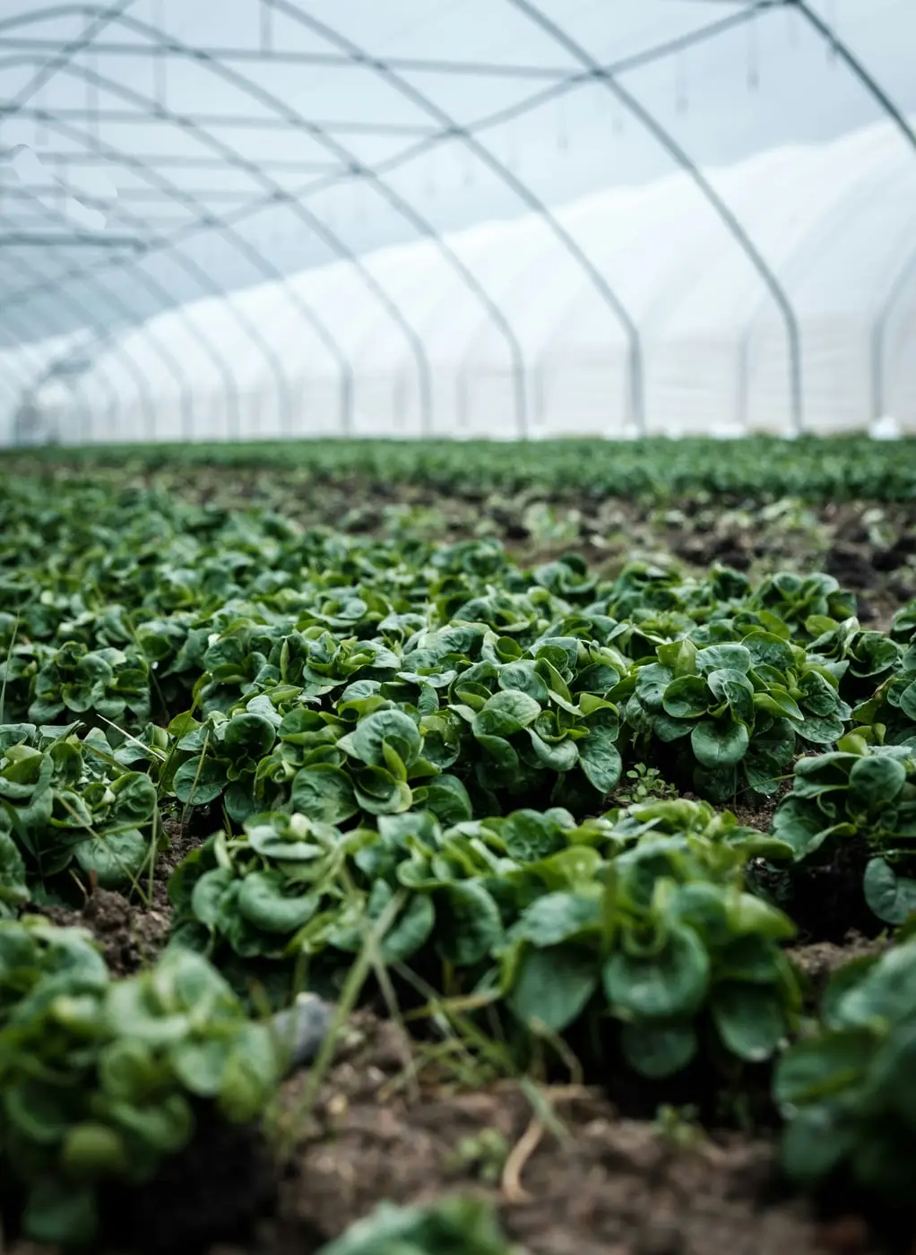 Leafy greens growing under a polytunnel greenhouse